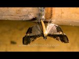 Just hanging around: Variety of moths in Ziro Valley
