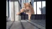 Толстый котик. Котяра