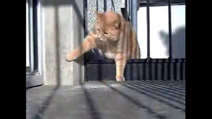 Толстый котик. Котяра