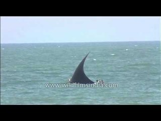 Black shark fin boat