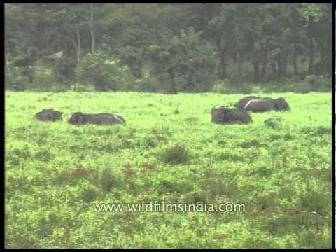 Herd of grazing Elephants