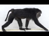 The Old World Monkey peeps in: Lion-Tailed Macaques in Kerala