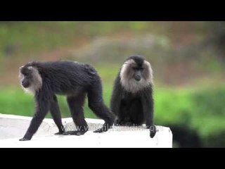 Rare rain-forest macaques hang out on a rooftop, Kerala