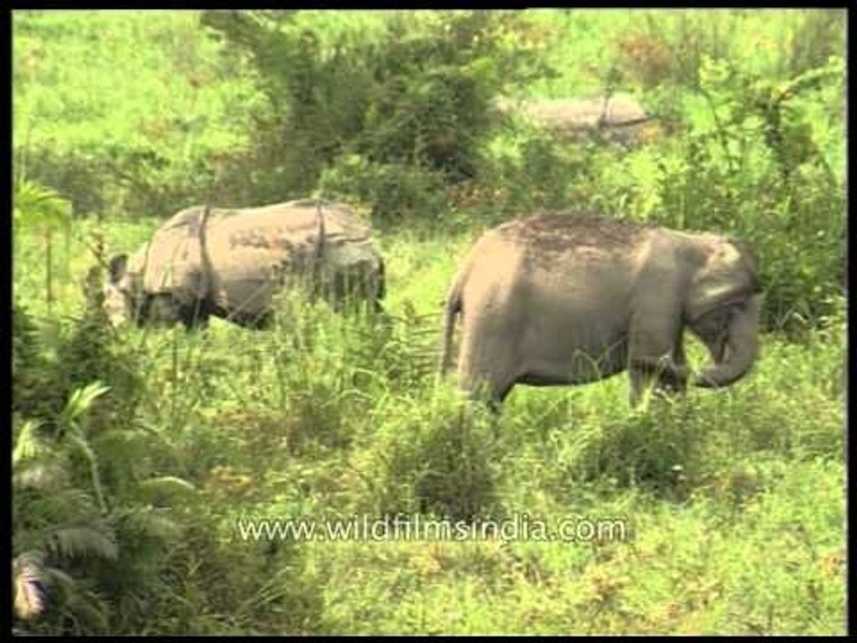 Elephants and Rhino grazing on a same field