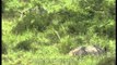 Elephants and Rhinos grazing through the grassland