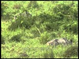 Elephants and Rhinos grazing through the grassland