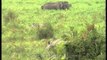 Rhinos and Elephants grazing through the grassland
