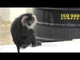 Shaking off the moisture: Lion-tailed Macaques play around Munnar in Kerala