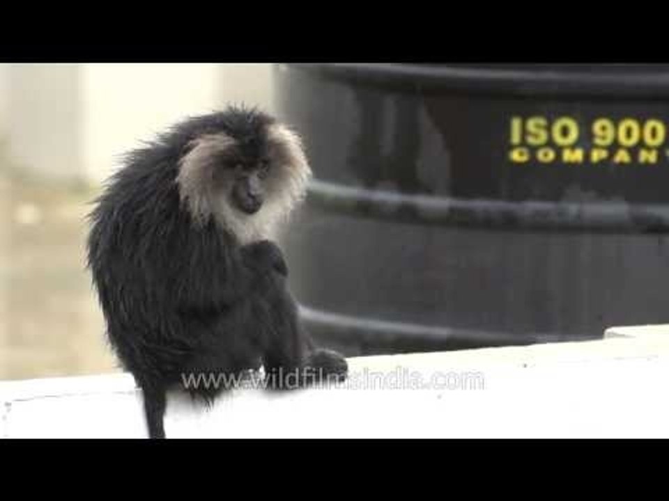 Shaking off the moisture: Lion-tailed Macaques...