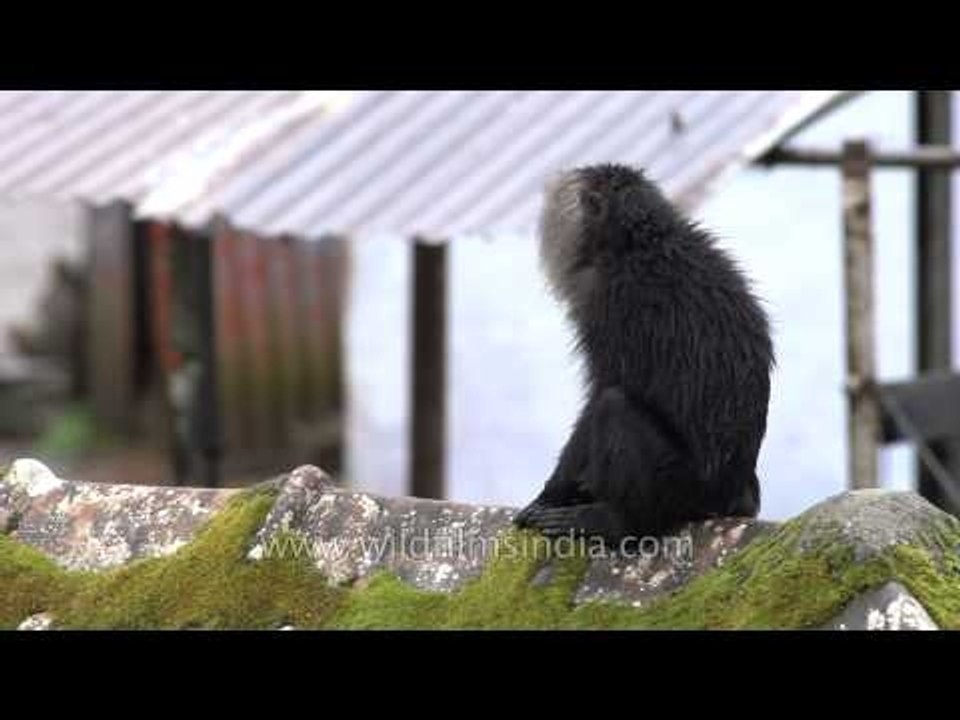 Entering Lion-tailed habitat: Kerala's Lion-tailed Macaque
