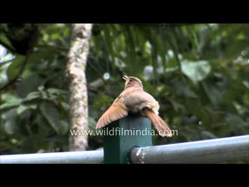 Streaked Laughing Thrush displaying strange behaviour
