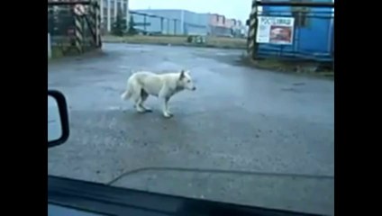 Собаки зажигают