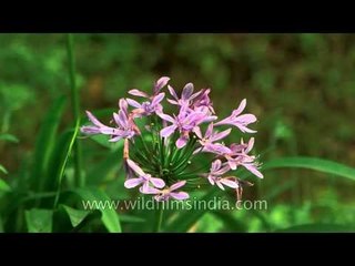 Agapanthus lilies growing in the Himalaya
