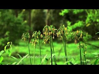 Agapanthus lilies seeding in the Himalaya