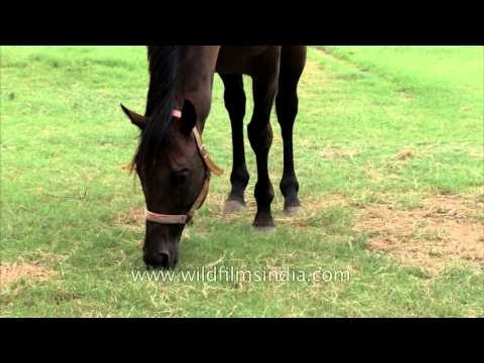 Horse taking mud bath and running around the farm