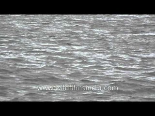 Almost like the sea: Ana Sagar Lake
