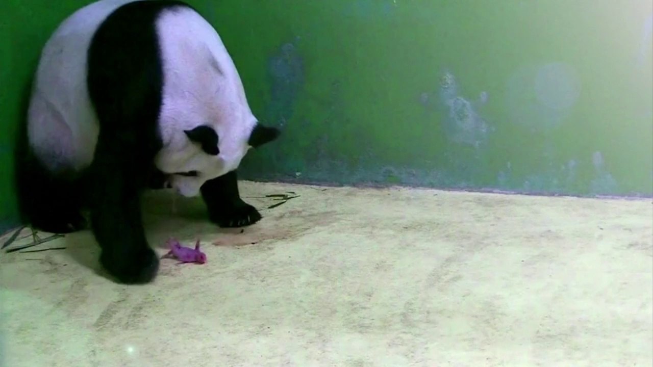 Des triplés Pandas naissent dans un zoo en chine.