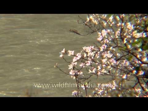 Kachnar or Bauhinia tree flowers along peaceful waters of the Ganga
