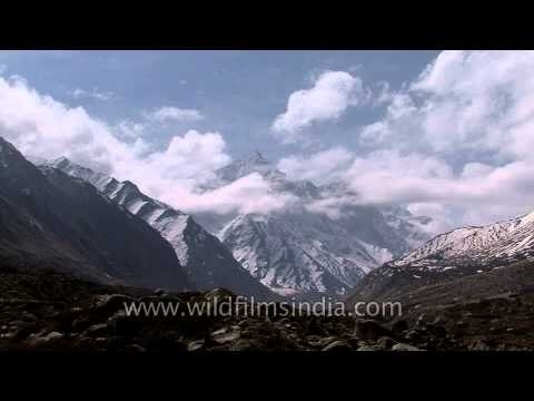 Yellow billed chough in the Gaumukh trek