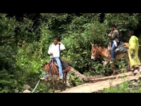 These poor pilgrims riding on mules disappeared in Uttarakhand floods
