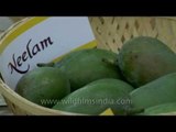 Neelam mangos on display at Mango Festival, Dilli haat Pitampura