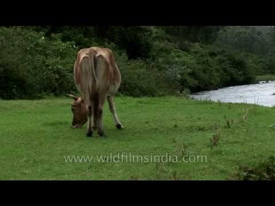 The lush green pastures of Munnar