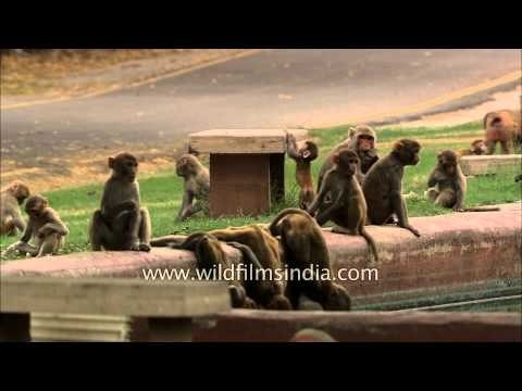 Mischievous monkeys loitering at the Mughal garden, Rashtrapati Bhawan