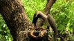 Indian Grey Hornbill nesting in India