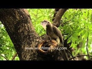 Grey Hornbill nesting in the heart of New Delhi city!