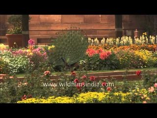Indian President's Peacock at Mughal Garden