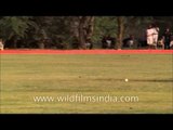 Indian polo players showcase their talents
