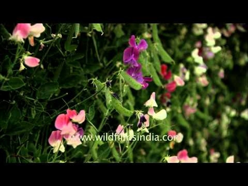 These divinely fragrant Sweet Peas grow 12 feet tall!