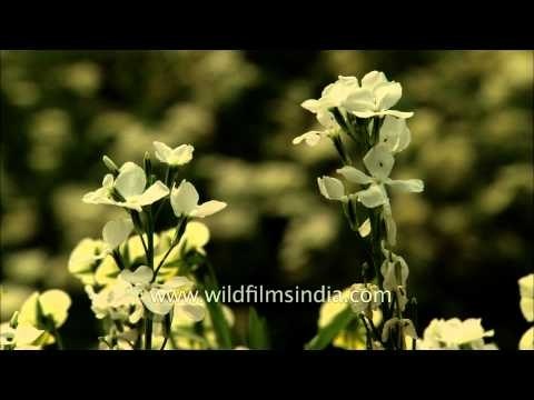 Stock (Mathiola incana) blooms in Mughal Gardens, President's House