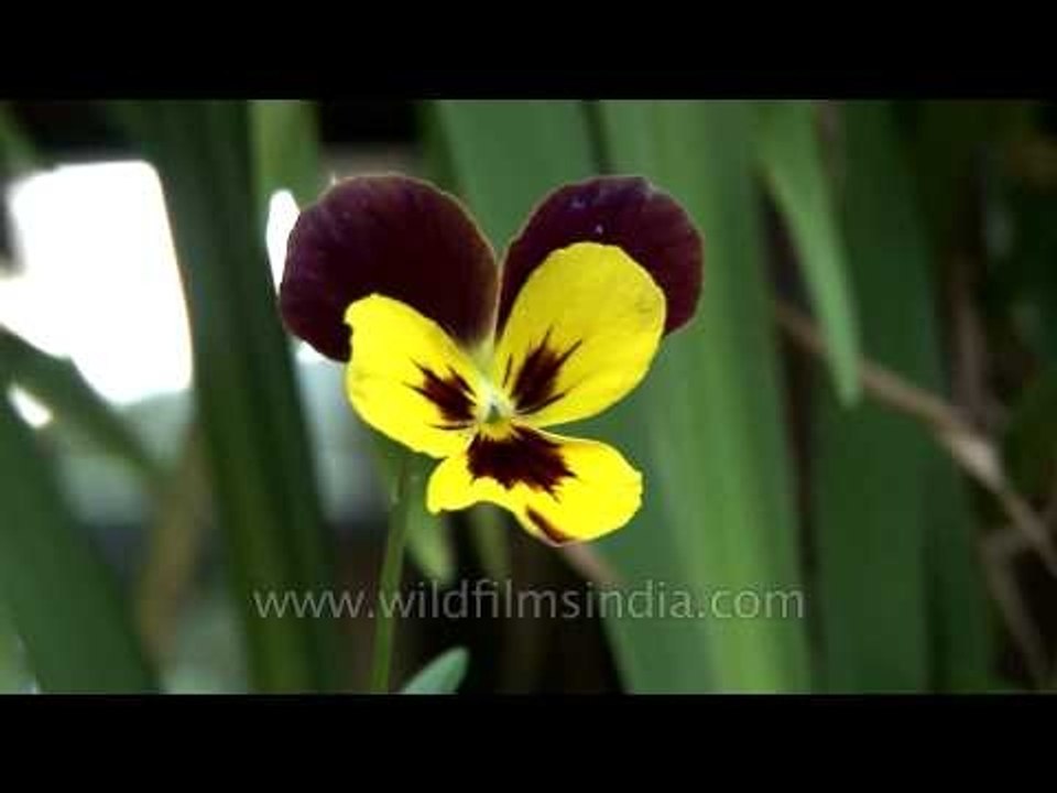 Two coloured Pansy flower