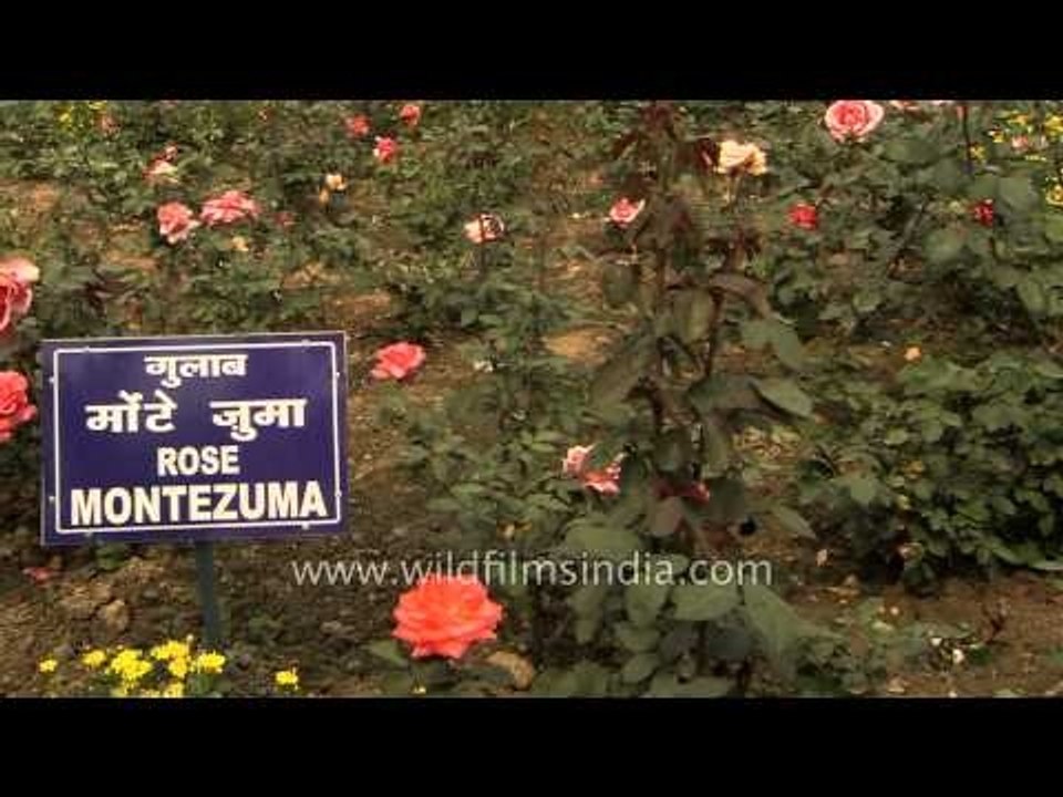 Montezuma Rose Flowers in bloom at Mughal Gardens of President's Estate