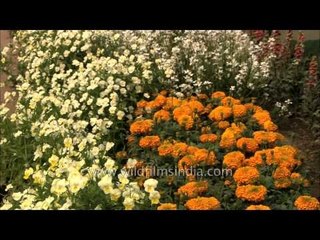 Circular structured Mughal garden at Rastrapati bhawan,delhi