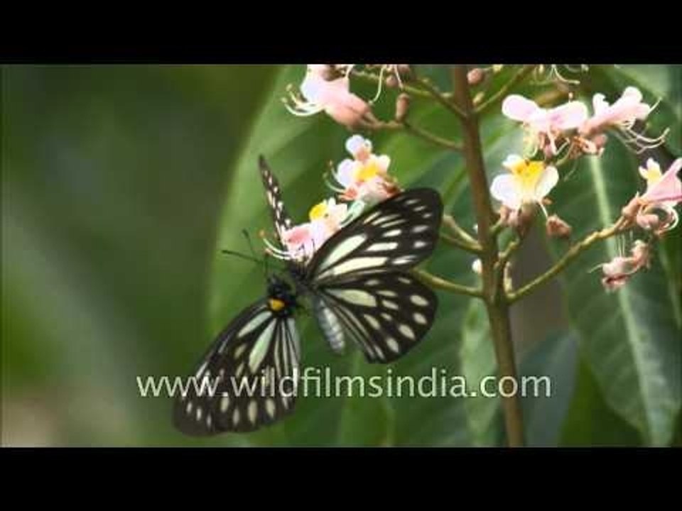 Butterflies sucking nectar from horse chestnut blossom