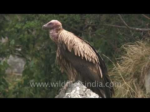 Griffon Vulture or gidh in Uttarakhand: looking at kill