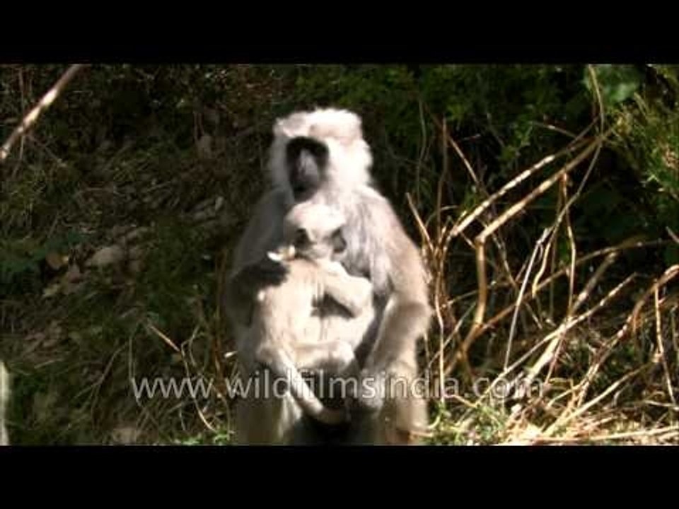 Uttarakhand: Langurs basking in the sun.