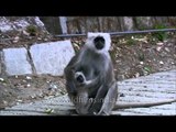 Uttarakhand: Baby Langur clings to its mother