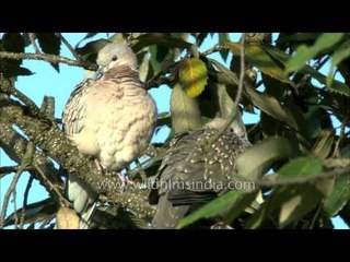 Turtle Doves sitting on a tree