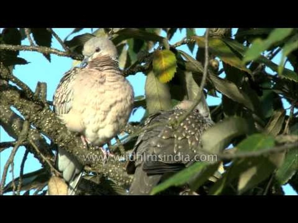 Turtle Doves sitting on a tree