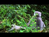 The mother and child relationship: Gray Langurs