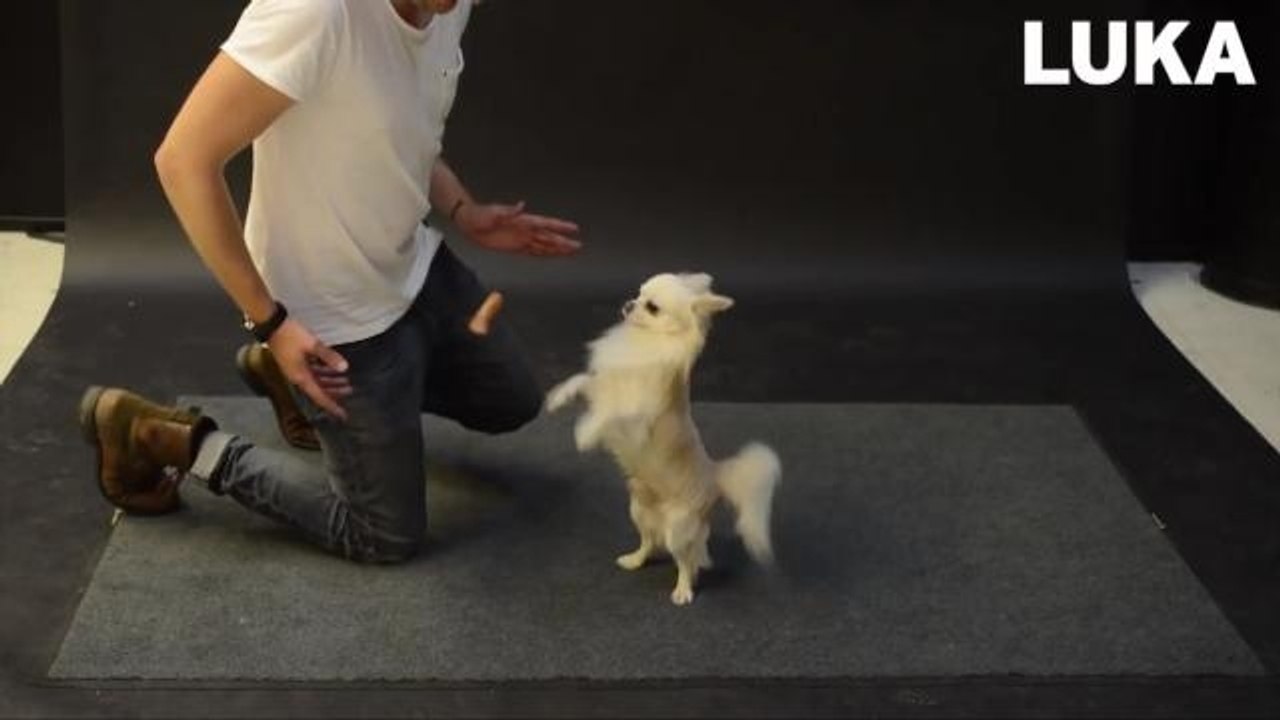 Dogs' Hilarious Reactions to Levitating Hot Dog