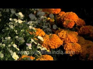 Phlox grandiflora growing beautifully at the Mughal garden of Rashtrapati Bhawan