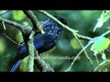 Blue Whistling Thrush in the mountains of North India