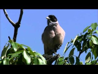Black-headed Jay on an Oak tree