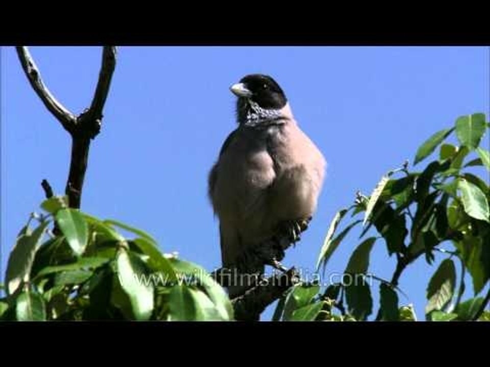 Black-headed Jay on an Oak tree