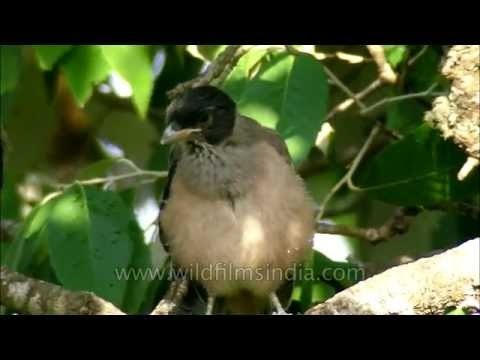 Black-headed Jay chicks preening their feathers
