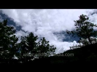 Bhutan: Blue pines and clouds in Bumthang